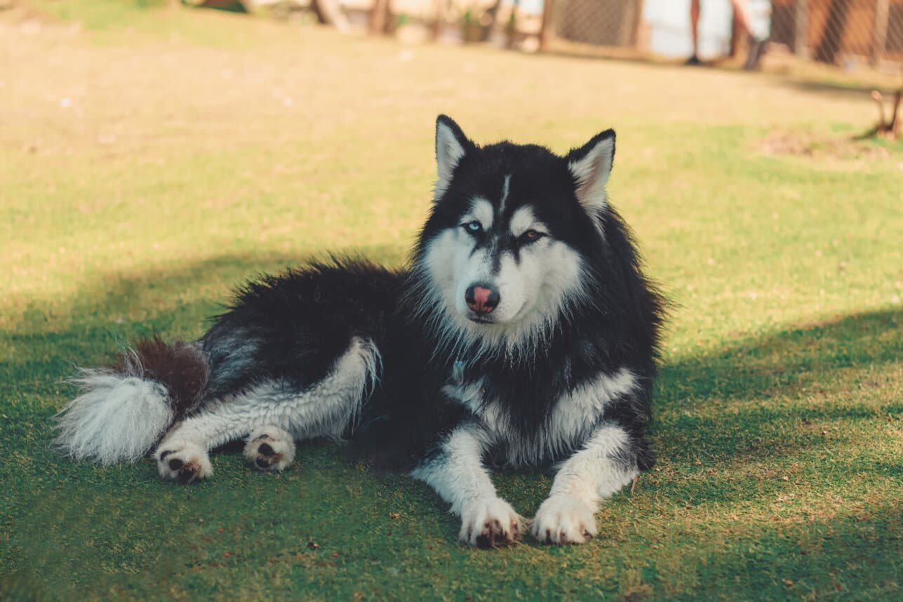 How Much Exercise Does Your Dog Really Need in India?