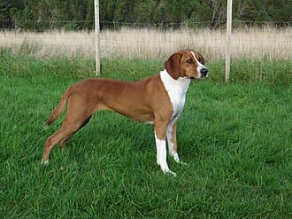 Hygenhund