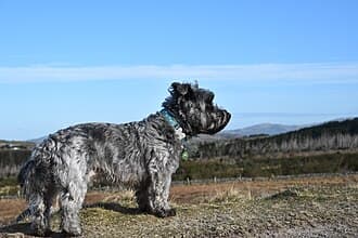 Irish Glen Of Imaal Terrier