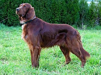 Irish Red Setter