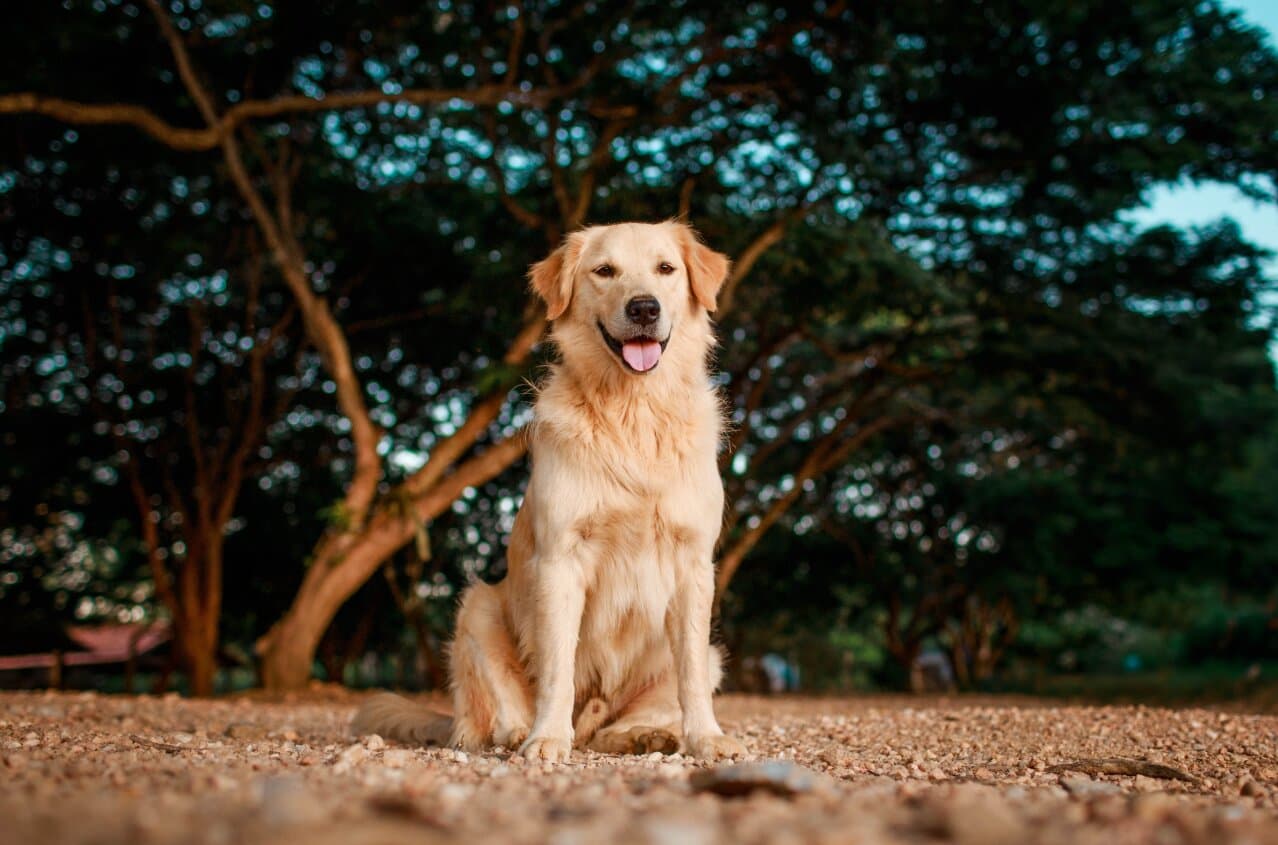 Best Dog Breeds for Families with Young Kids in India