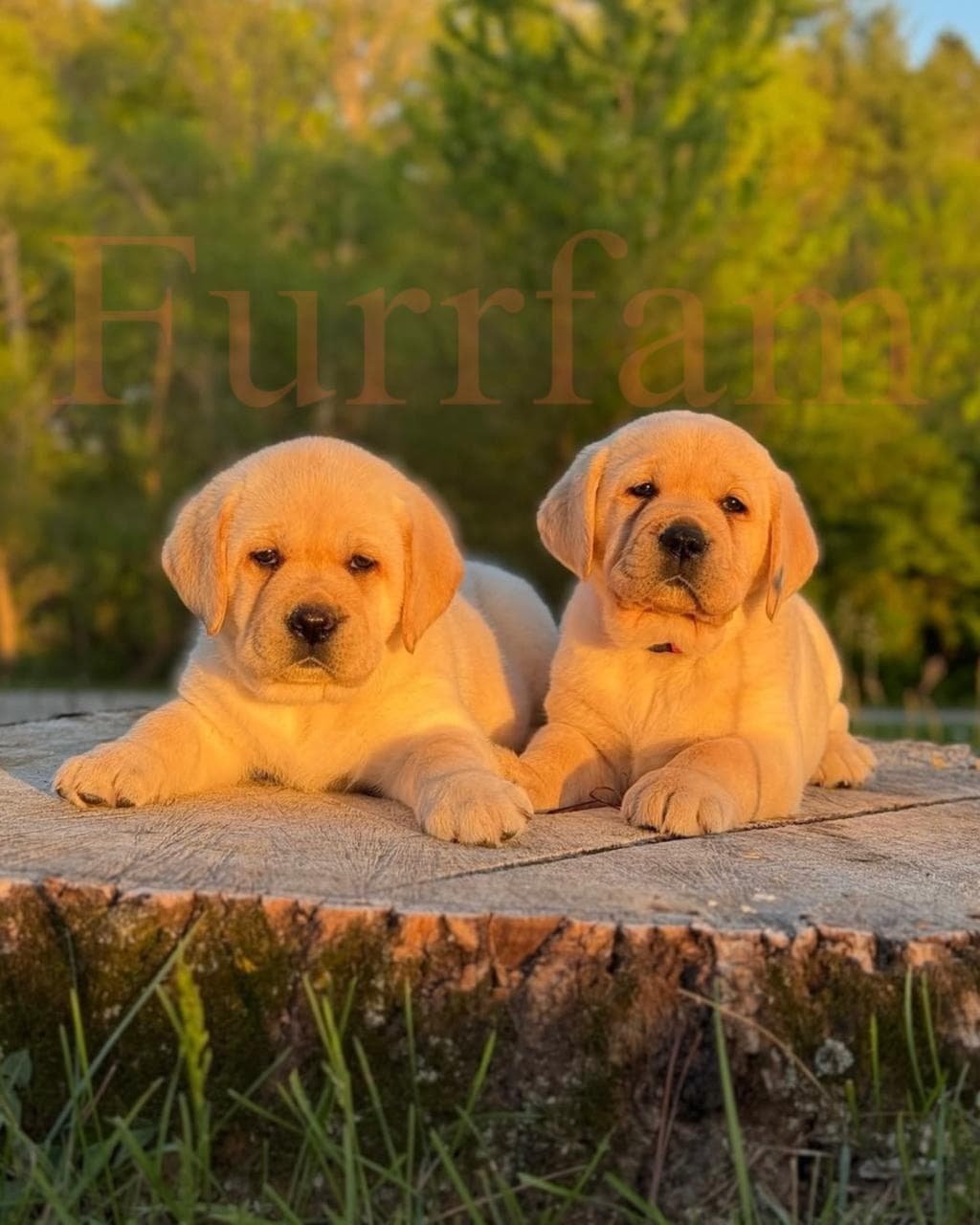 Labrador Retriever photo 2