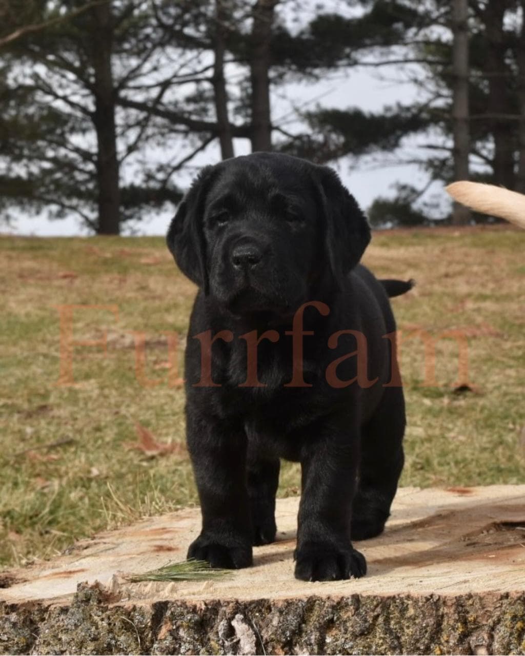 Labrador Retriever photo 4