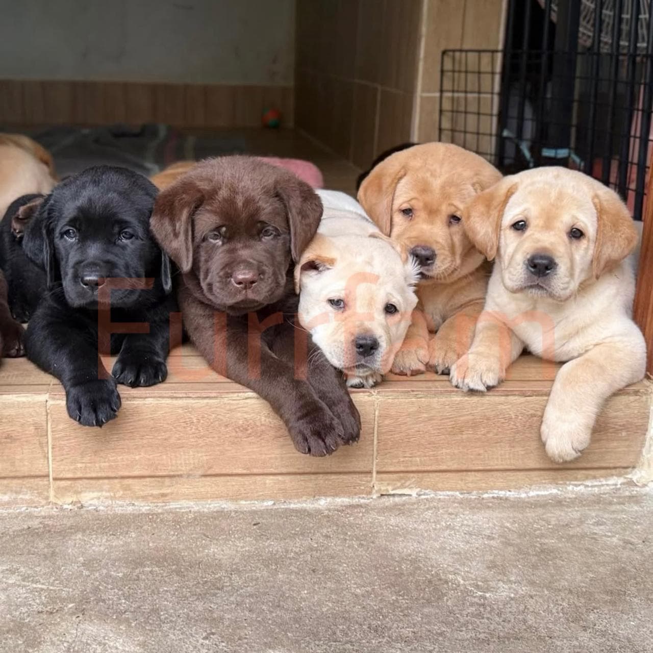 Labrador Retriever