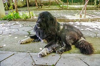 Macedonian Shepherd Dog Karaman