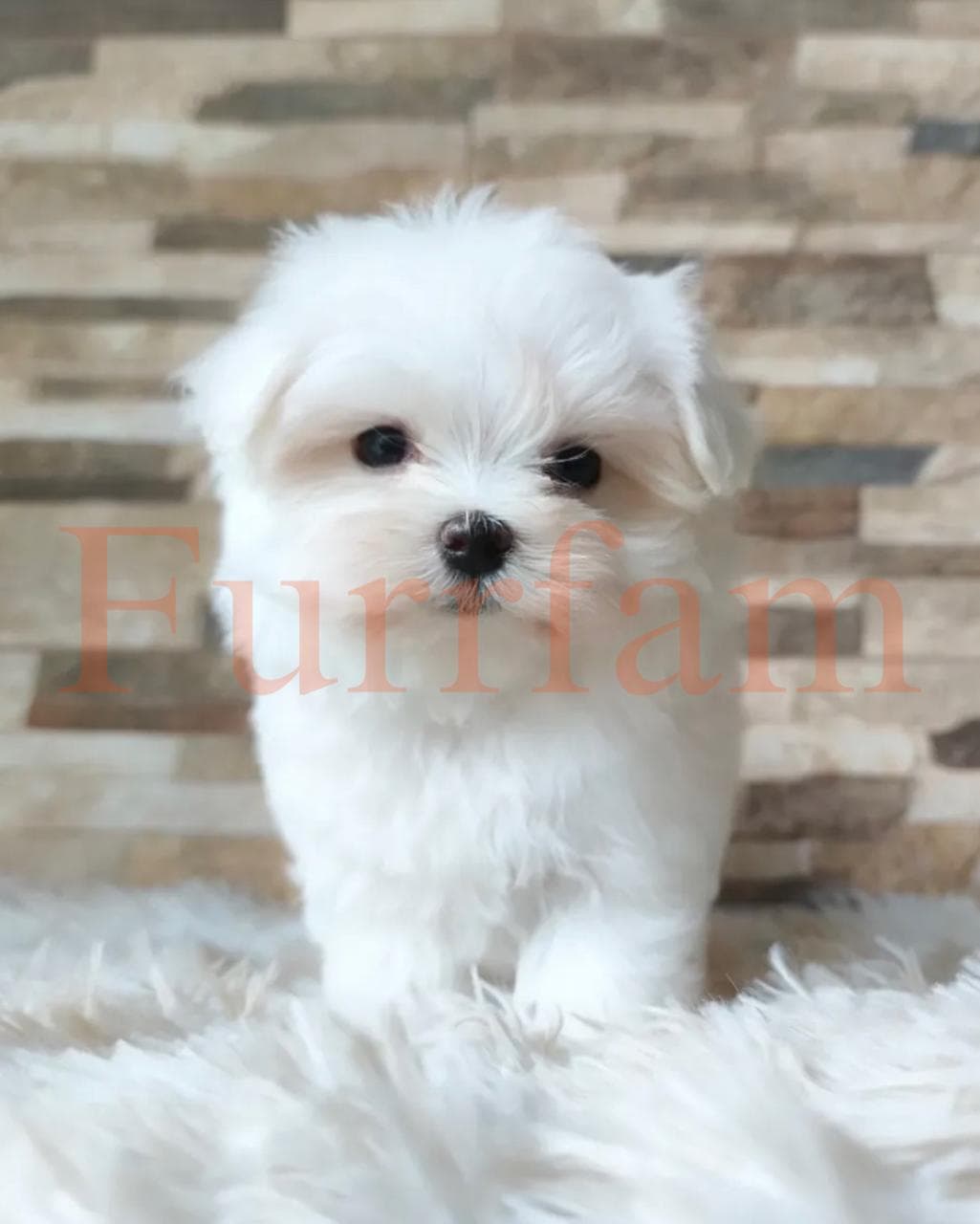 Maltese photo 4