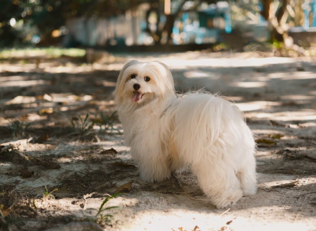 Dog Dental Care at Home in India: A Beginner’s Guide