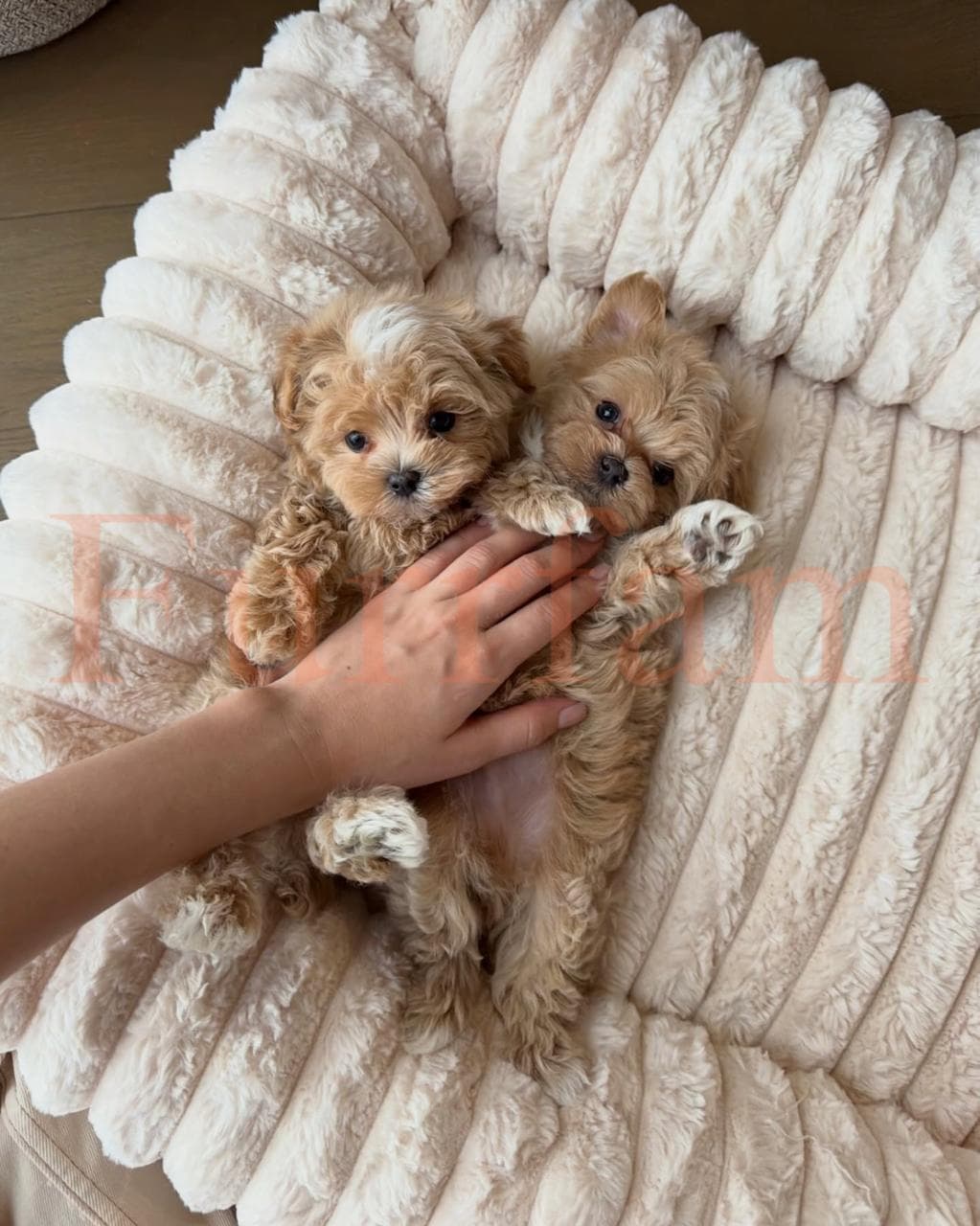 Maltipoo photo 1