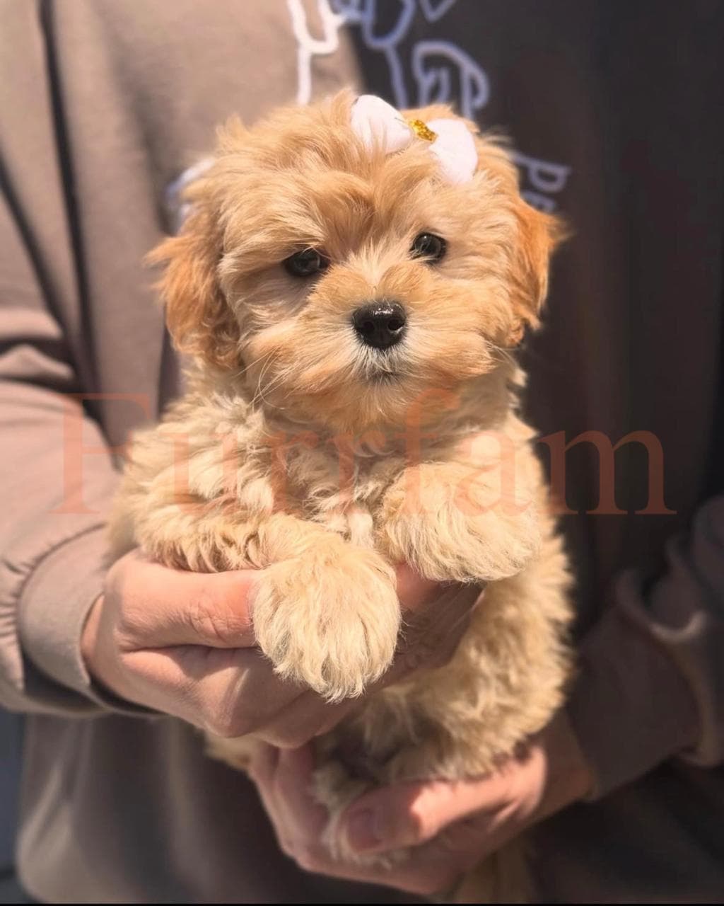 Maltipoo photo 3