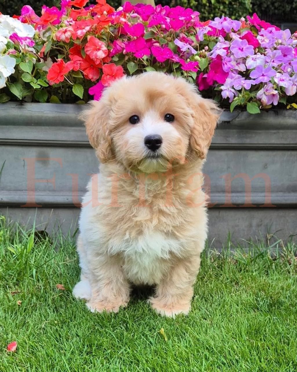 Maltipoo photo 4