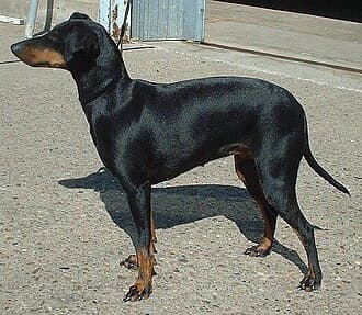 Manchester Terrier (Toy)