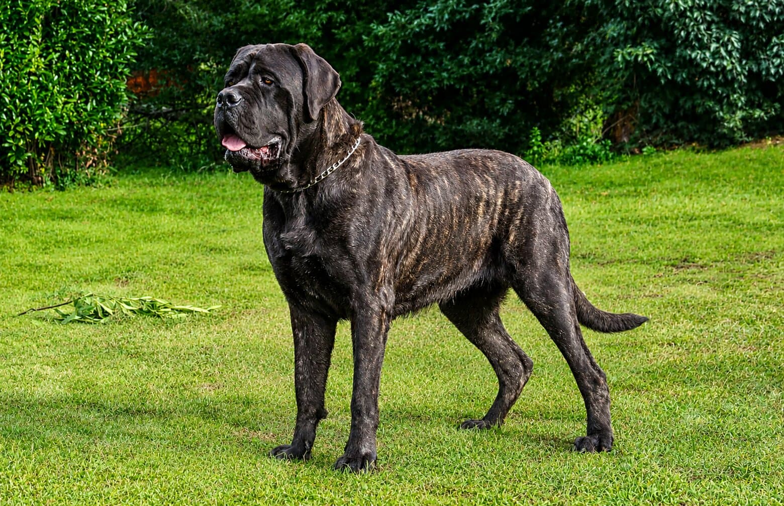English Mastiff