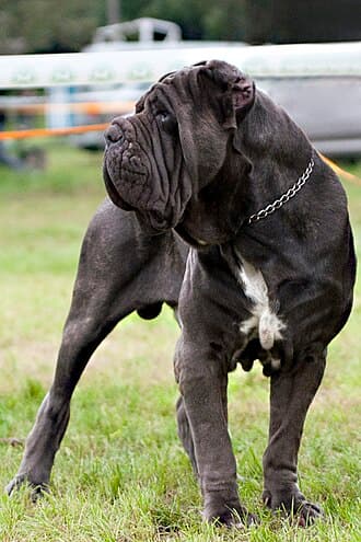 Mastino Napoletano