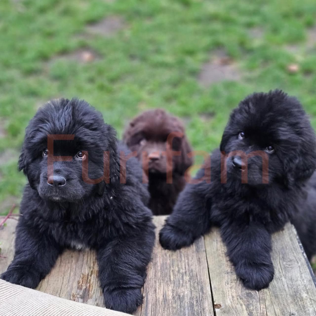 Newfoundland