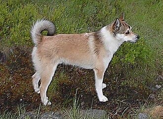 Norsk Lundehund