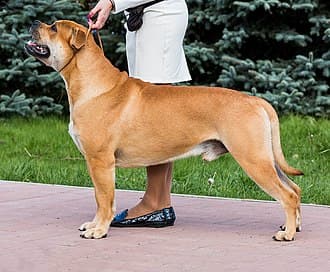 Perro Dogo MallorquÍn