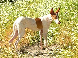 Podenco Canario