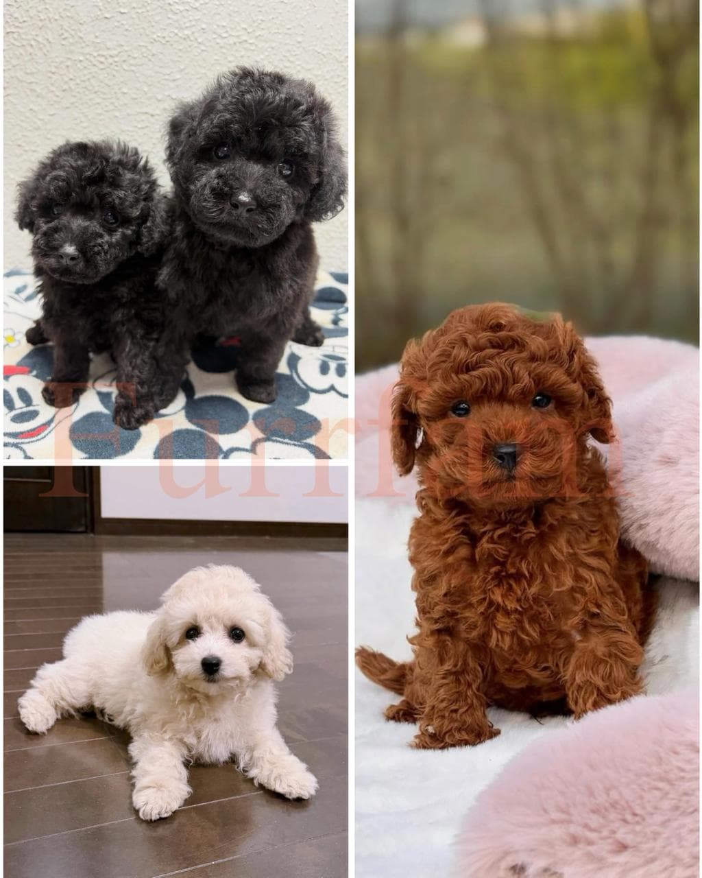Toy Poodle photo 2