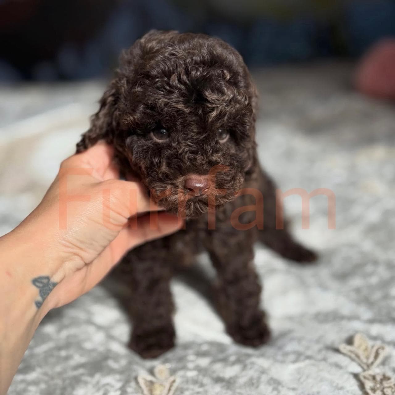 Toy Poodle