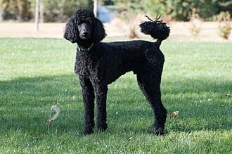 Poodle (Toy)