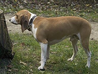 Schweizer Niederlaufhund