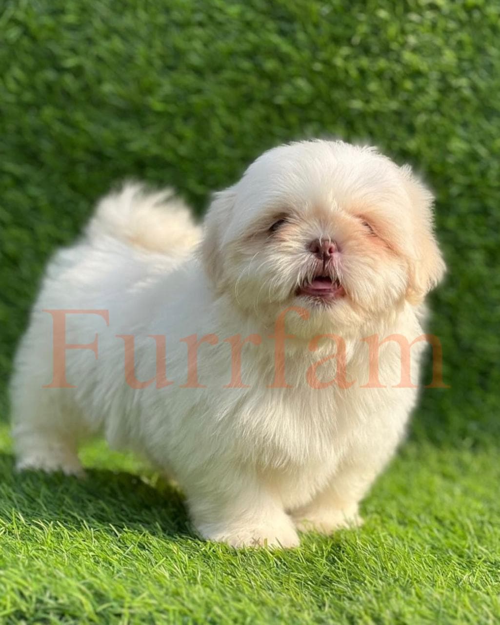 Shih Tzu photo 3