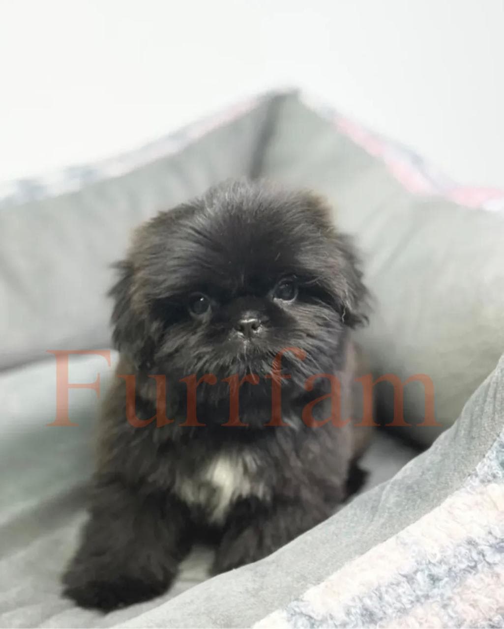 Shih Tzu photo 4