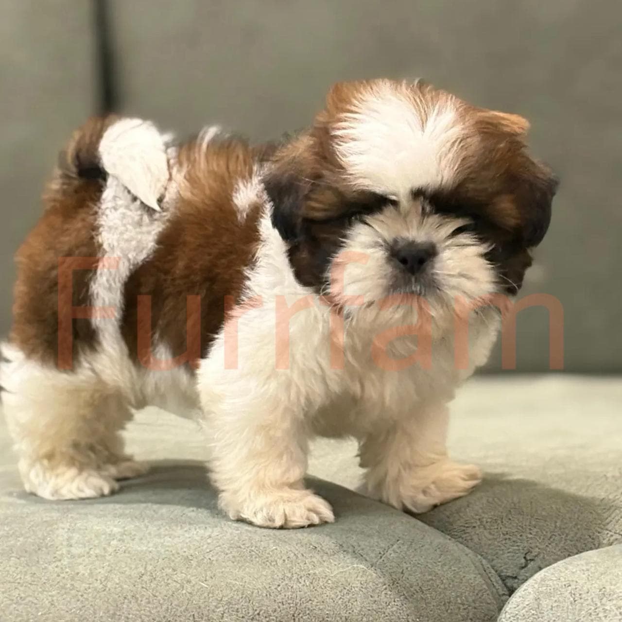 Shih Tzu photo 1