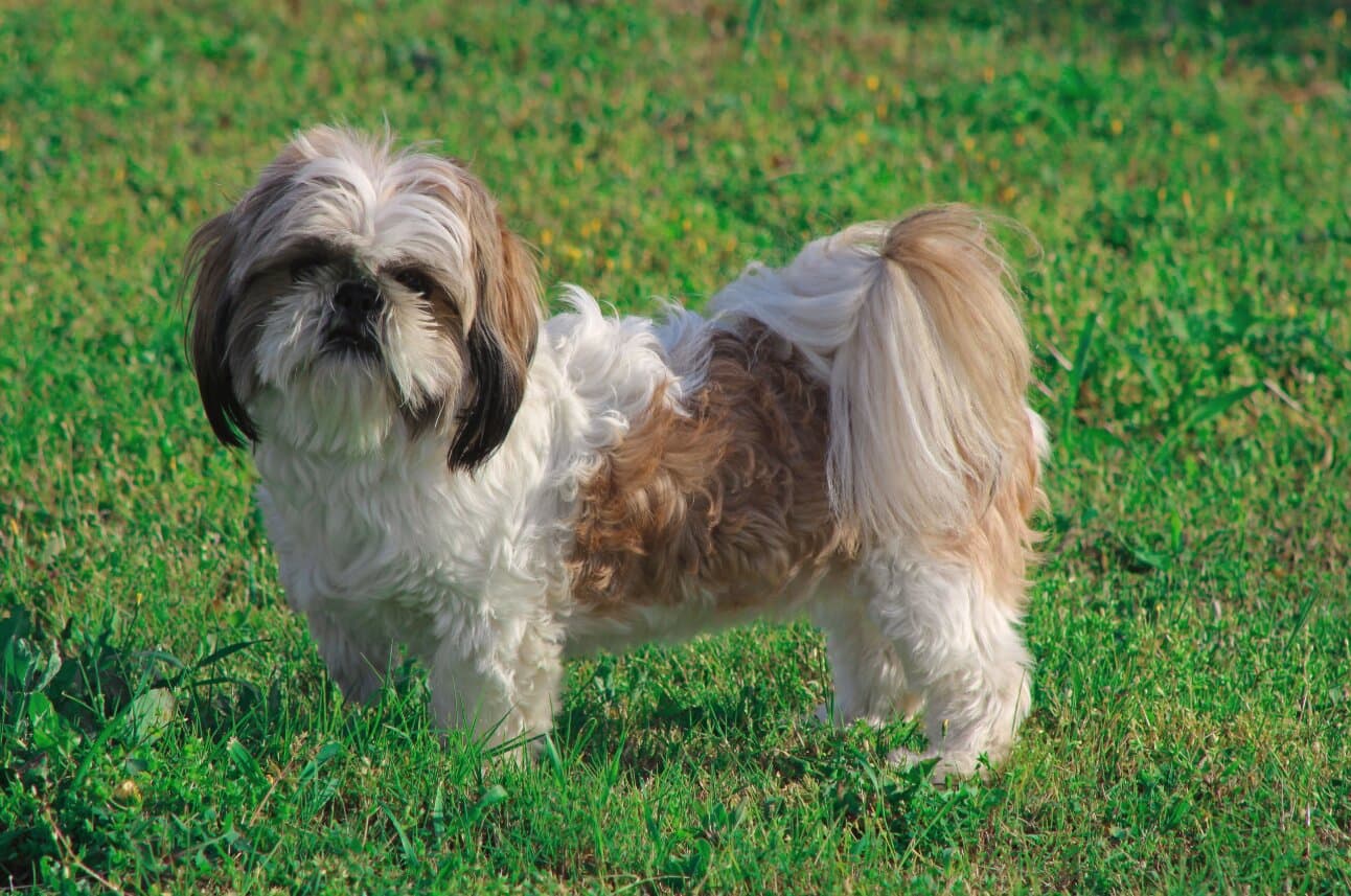 Senior Dog Care After Age 7 in India: Vet, Mobility & Comfort