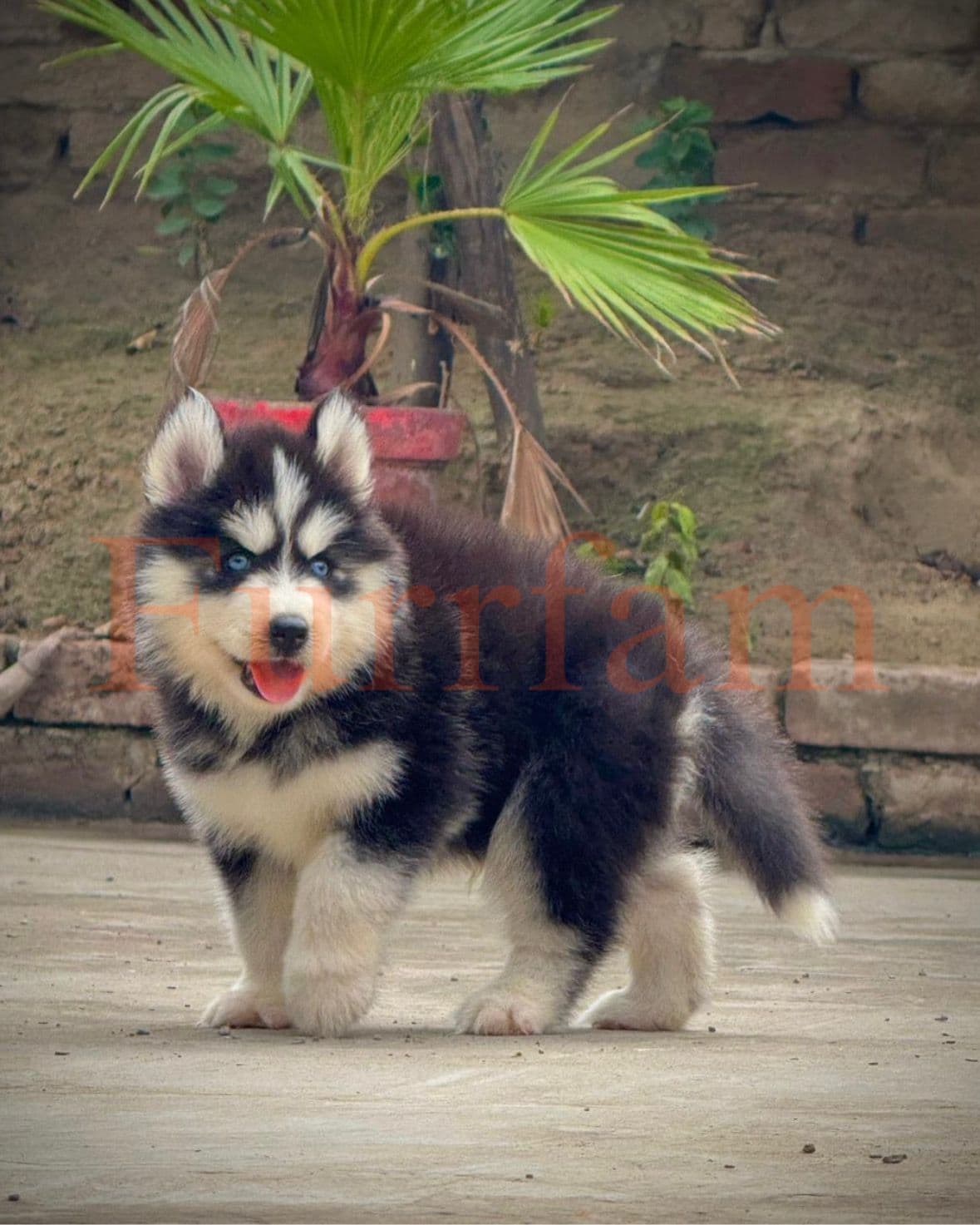 Siberian Husky photo 3