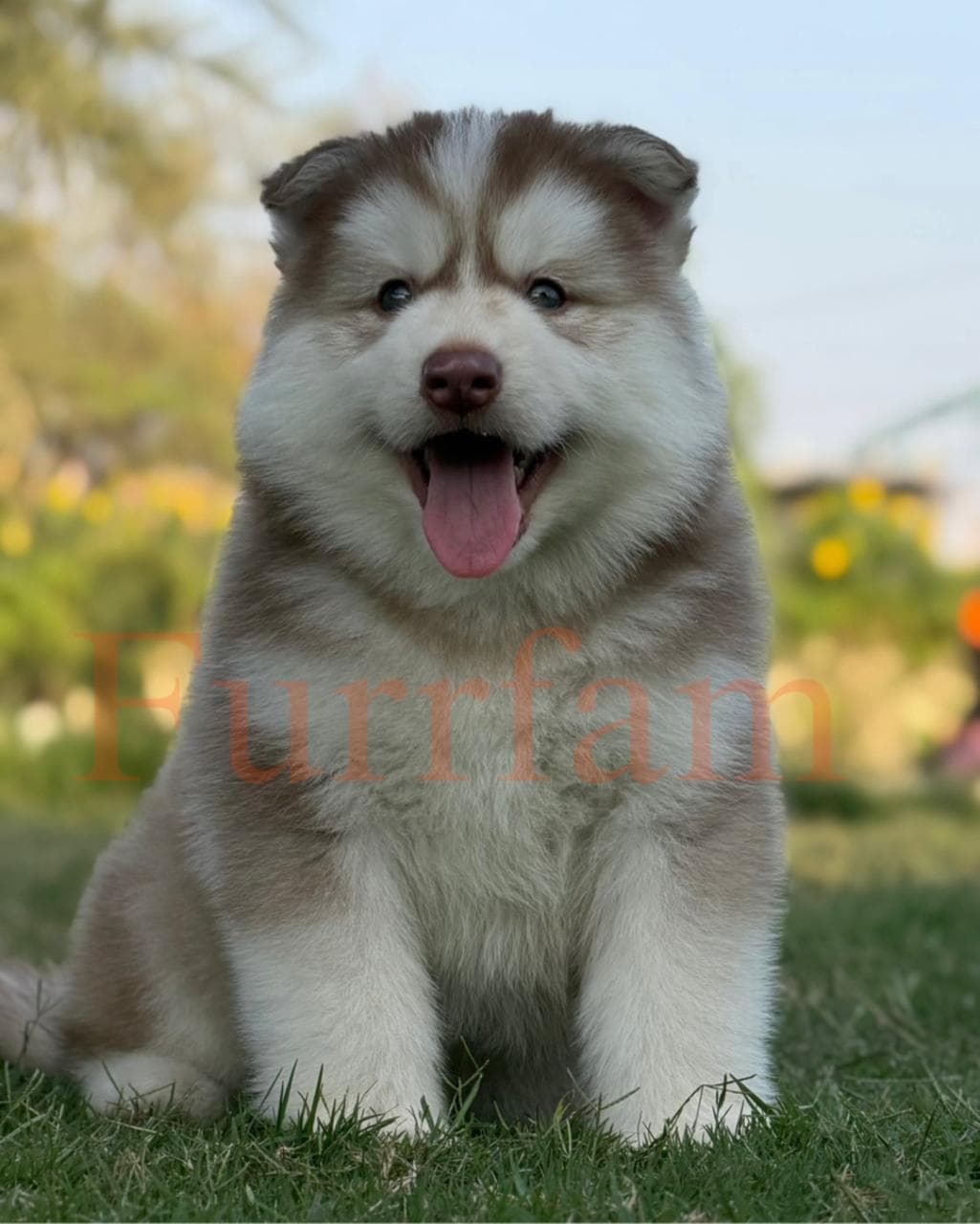 Siberian Husky photo 4