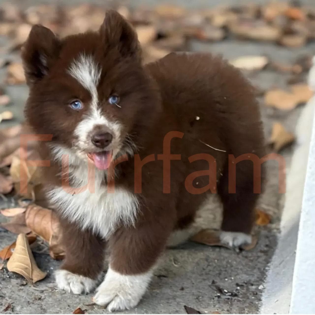 Siberian Husky photo 5