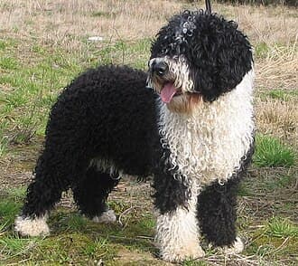 Spanish Water Dog
