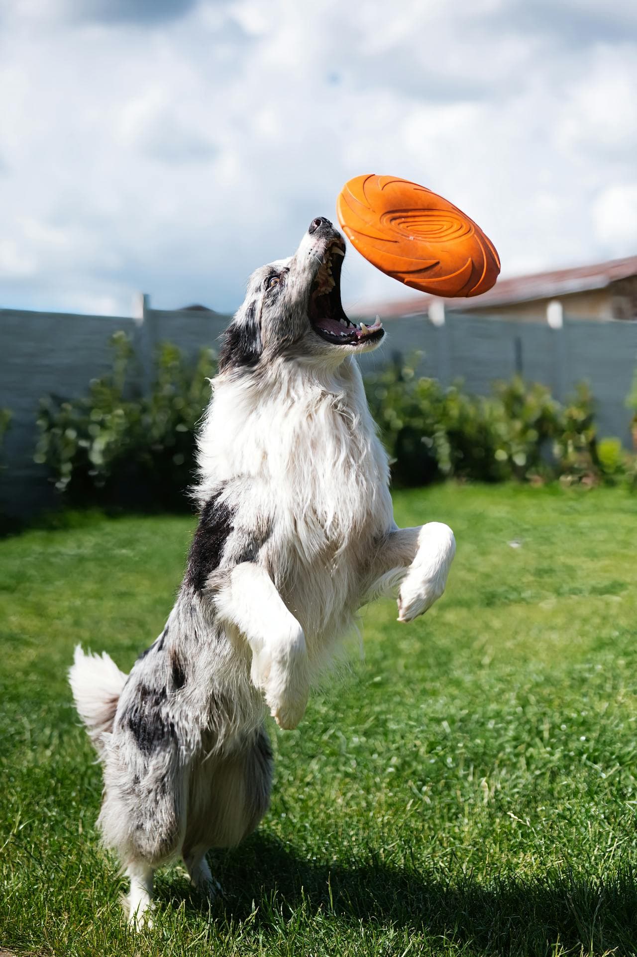 Sporting Dogs