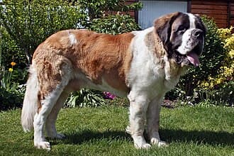 St.Bernhardshund - Bernhardiner