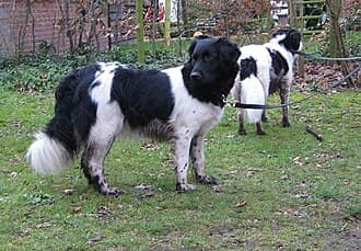 Stabijhoun