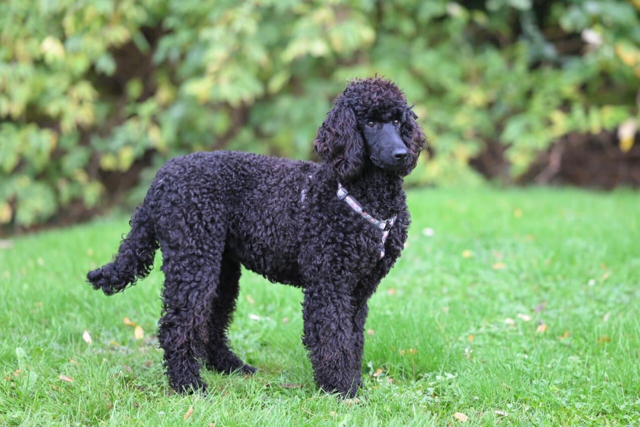 Dog Grooming Routine by Coat Type (India Climate Guide)