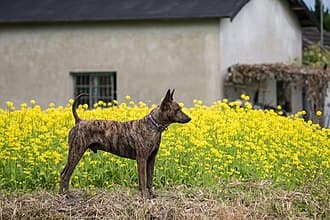 Taiwan Dog