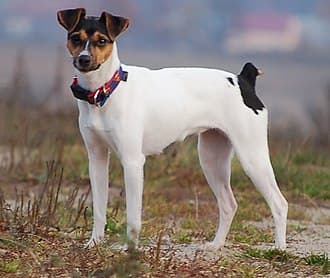 Terrier Brasileiro