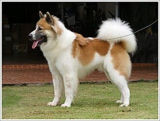 Thai Bangkaew Dog