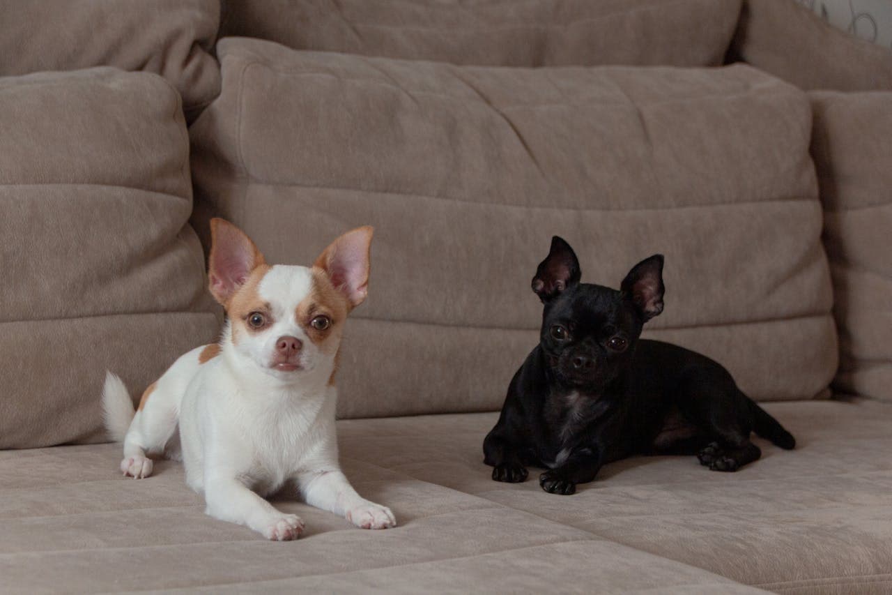 Toy Dogs