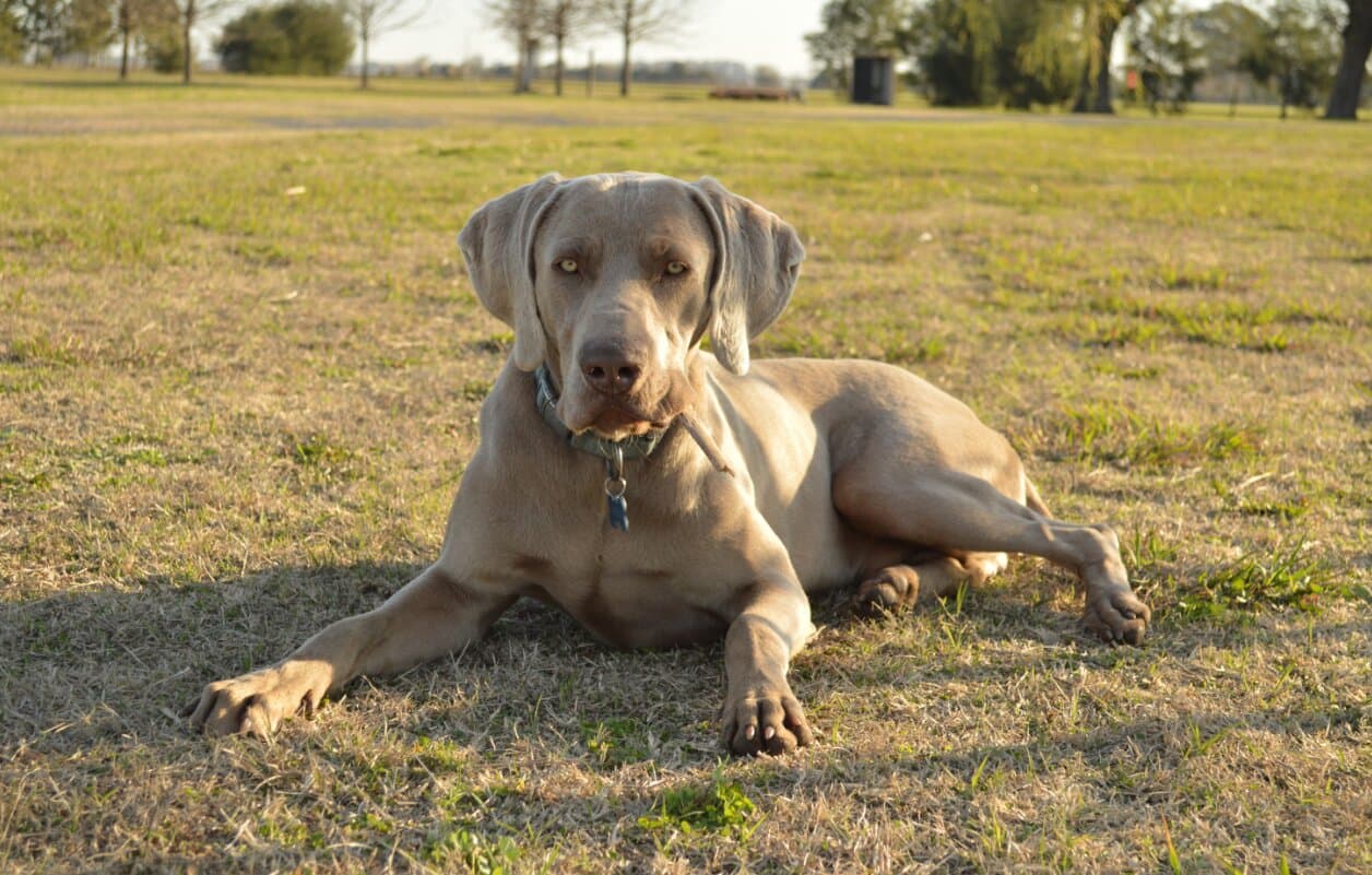Calm Dog Breeds for a Relaxed Lifestyle in India