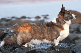 Welsh Corgi (Cardigan)