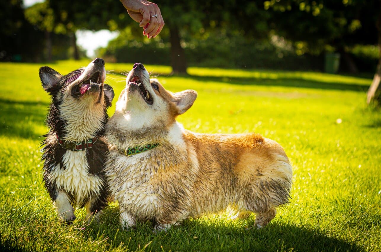 Dog Socialisation Checklist for the First Year (India)