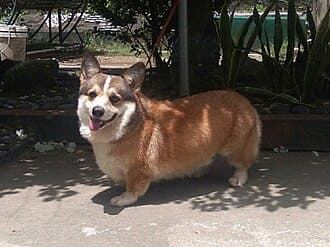 Welsh Corgi (Pembroke)