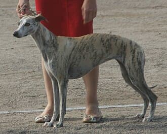 Whippet