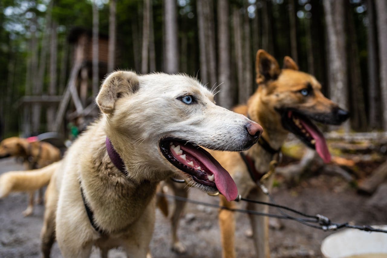 Working Dogs